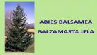 ABIES BALSAMEA